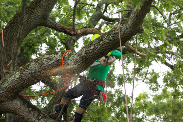 How Our Tree Care Process Works  in  Darlington, WI