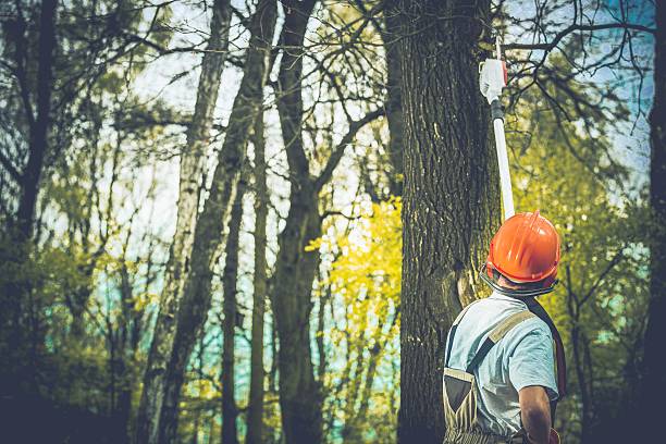 Professional Tree Care in Darlington, WI