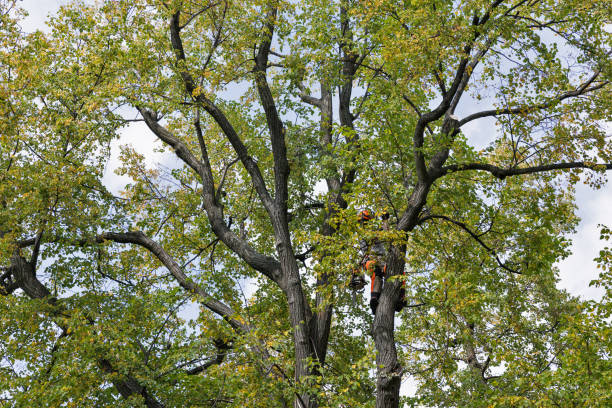 Best Tree Preservation Services  in Darlington, WI